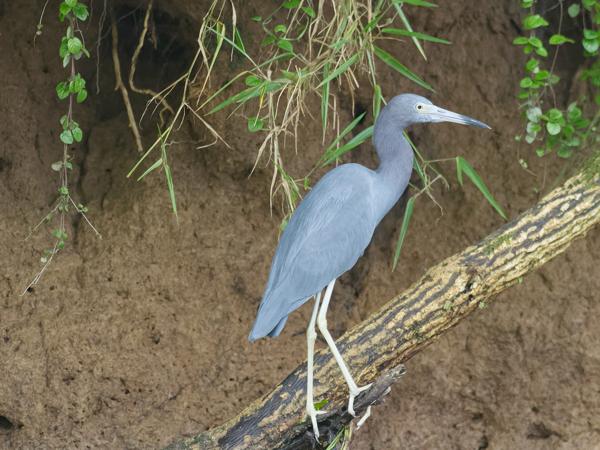<h3><a href="/trips/costa-rica/biota/animalia/chordata/aves/015 pelecaniformes/002 ardeidae/egretta caerulea/egretta caerulea-nl.html">Egretta&nbsp;caerulea</a> / Little&nbsp;blue&nbsp;heron / Kleine&nbsp;blauwe&nbsp;reiger</h3>OM-1 Mark II met M.300mm F4.0 + MC-14, 1/800 sec  bij F5.6, ISO 10000, afstand 32.4&nbsp;m